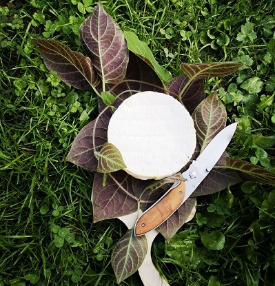 plante fromage